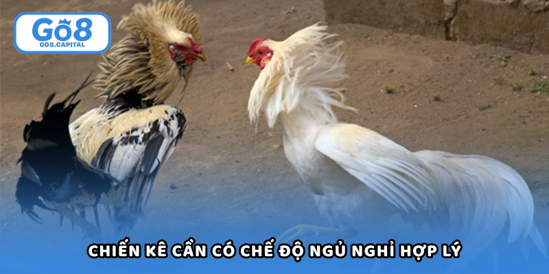 Chiến kê cần có chế độ ngủ nghỉ hợp lý