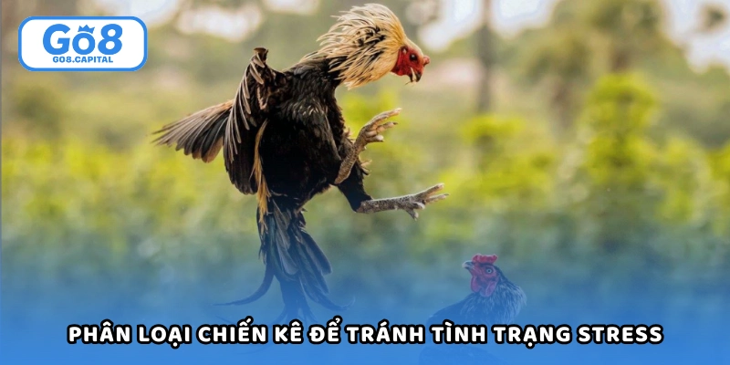 Phân loại chiến kê để tránh tình trạng stress hoặc chấn thương