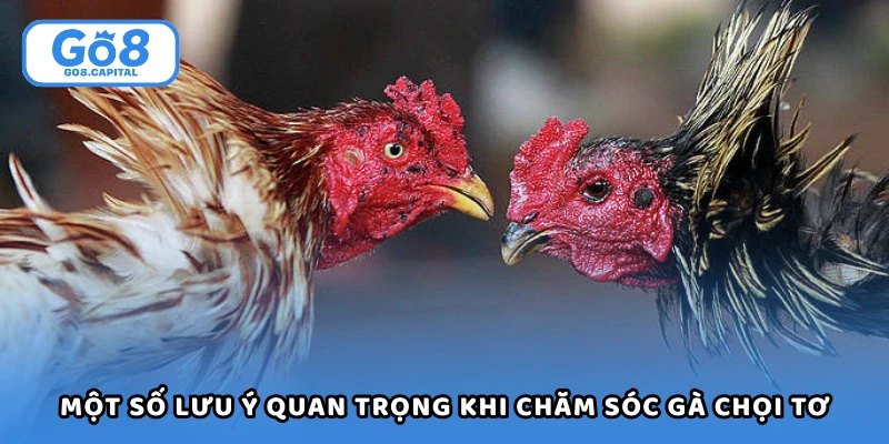 Một số lưu ý quan trọng khi chăm sóc gà chọi tơ