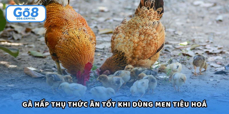Gà hấp thụ thức ăn tốt hơn khi dùng men tiêu hoá