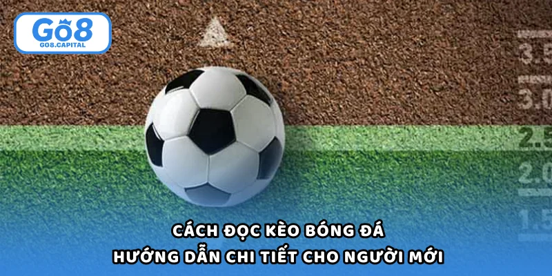 Cách Đọc Kèo Bóng Đá - 5 Bước Cơ Bản Cho Người Mới Bắt Đầu