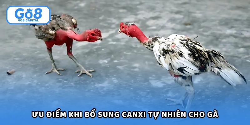 Ưu điểm khi bổ sung canxi tự nhiên cho gà