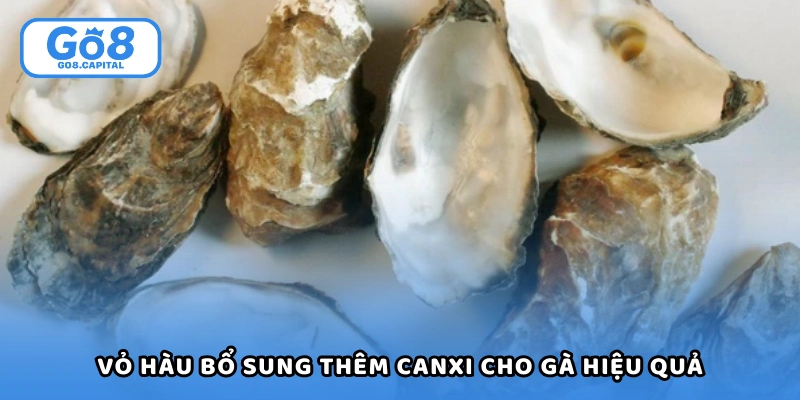 Vỏ hàu bổ sung thêm canxi cho gà hiệu quả