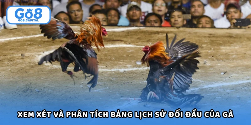 Xem xét và phân tích bảng lịch sử đối đầu của gà