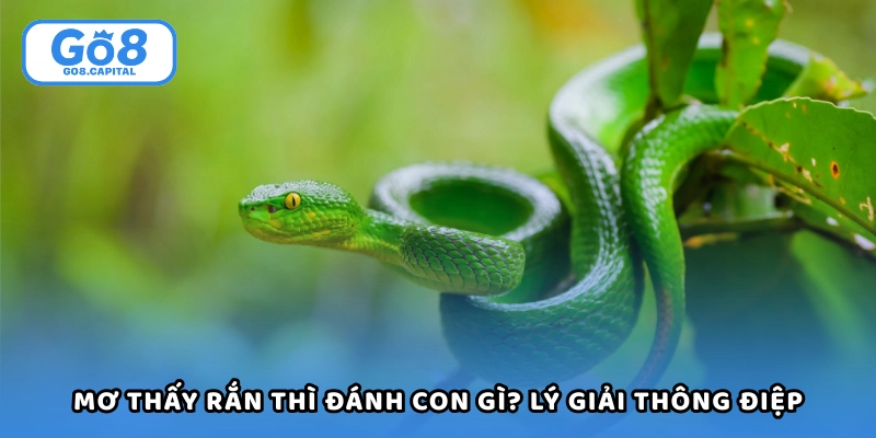 Mơ Thấy Rắn Thì Đánh Con Gì? Giải Mã Các Con Số May Mắn