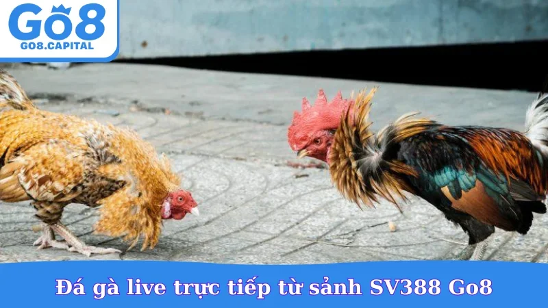 Đá gà live trực tiếp từ sảnh SV388 Go8
